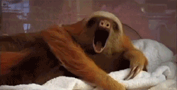 sloth fatigué